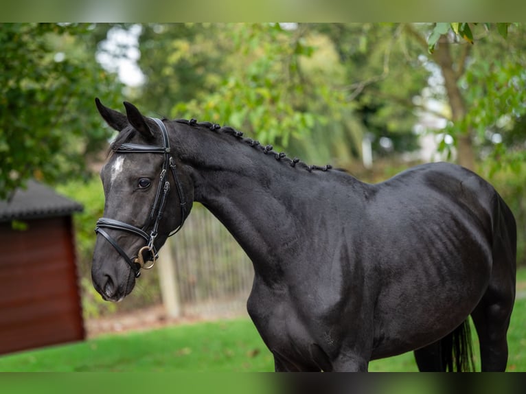 Zangersheide Giumenta 4 Anni 155 cm Morello in GROTE-BROGEL