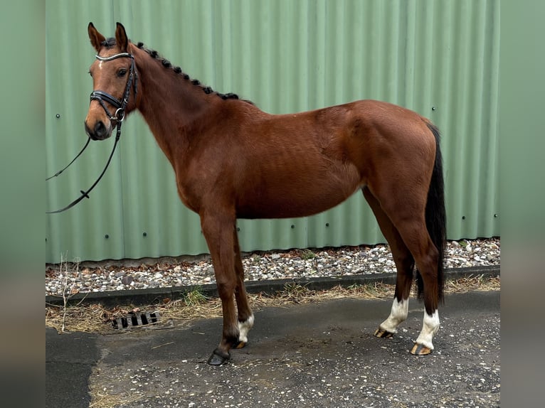 Zangersheide Giumenta 4 Anni 156 cm Baio in Niederkassel