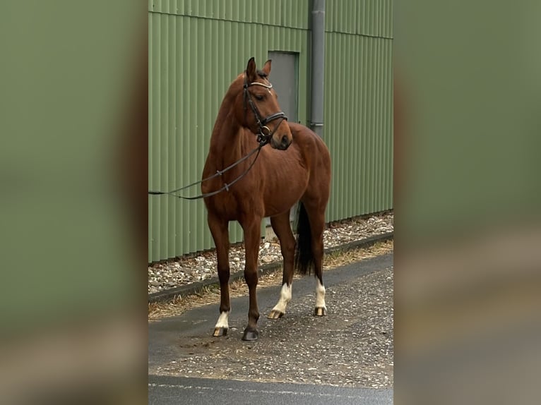 Zangersheide Giumenta 4 Anni 156 cm Baio in Niederkassel