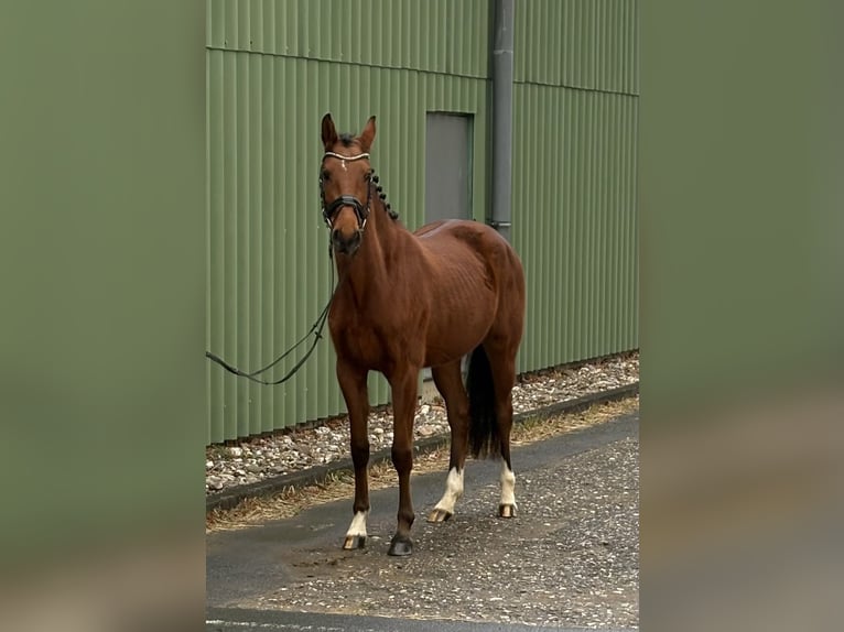 Zangersheide Giumenta 4 Anni 156 cm Baio in Niederkassel