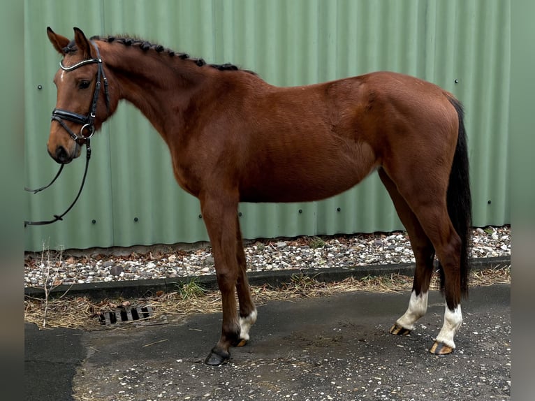 Zangersheide Giumenta 4 Anni 156 cm Baio in Niederkassel