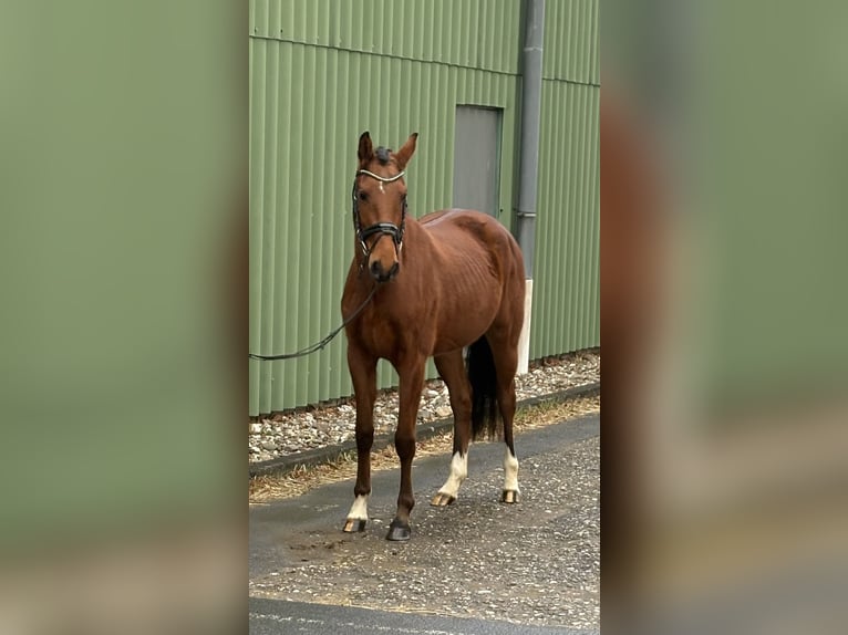 Zangersheide Giumenta 4 Anni 156 cm Baio in Niederkassel