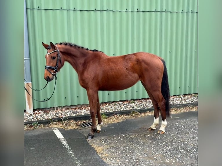 Zangersheide Giumenta 4 Anni 156 cm Baio in Niederkassel