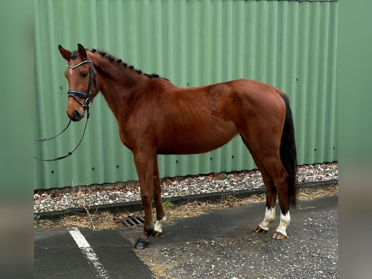 Zangersheide Giumenta 4 Anni 156 cm Baio in Niederkassel