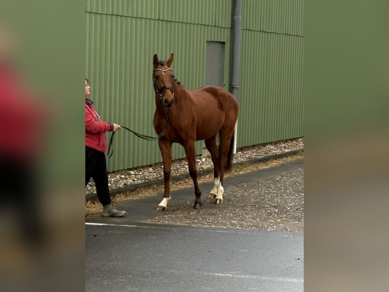 Zangersheide Giumenta 4 Anni 156 cm Baio in Niederkassel