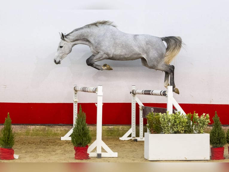 Zangersheide Giumenta 4 Anni 156 cm Grigio in Waddinxveen