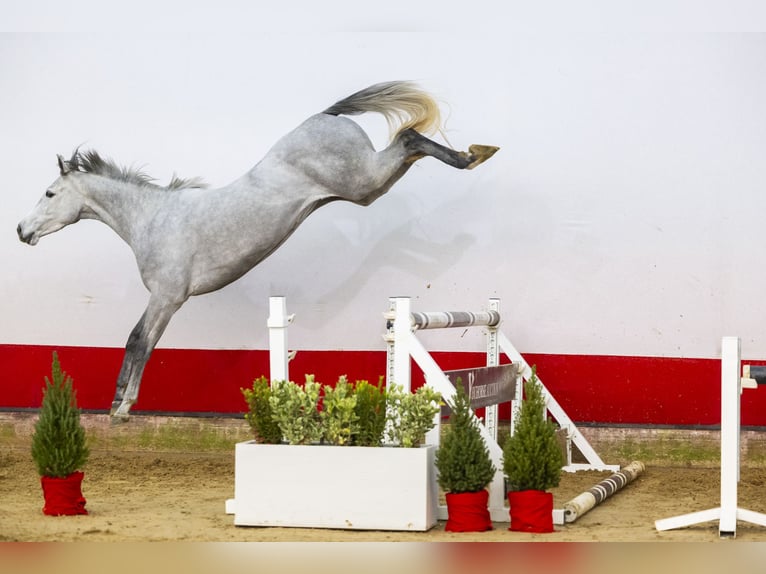 Zangersheide Giumenta 4 Anni 156 cm Grigio in Waddinxveen