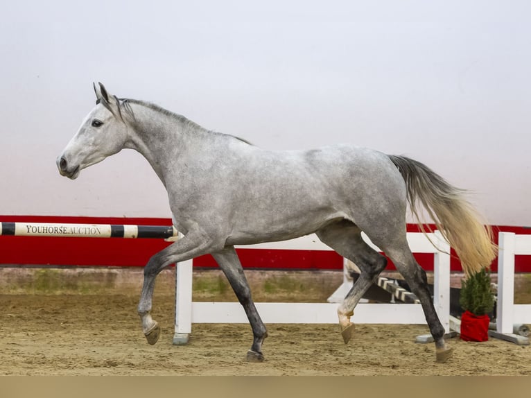 Zangersheide Giumenta 4 Anni 156 cm Grigio in Waddinxveen