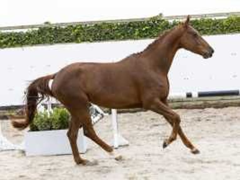 Zangersheide Giumenta 4 Anni 157 cm Sauro in Waddinxveen