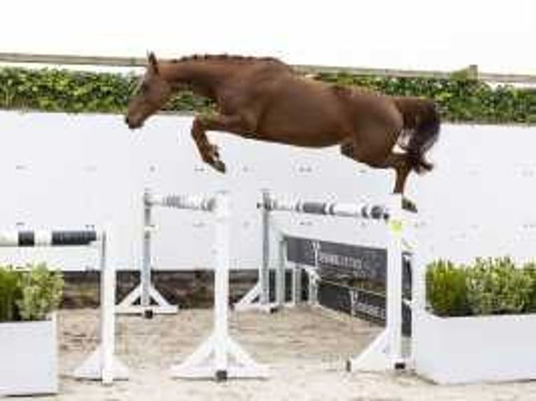 Zangersheide Giumenta 4 Anni 157 cm Sauro in Waddinxveen