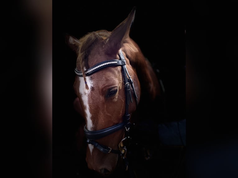 Zangersheide Giumenta 4 Anni 158 cm Sauro in Meerbusch