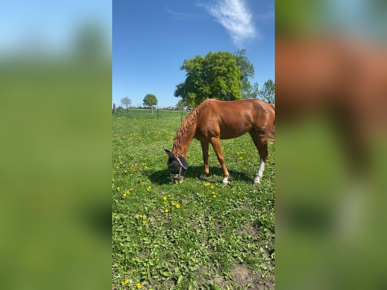 Zangersheide Giumenta 4 Anni 158 cm Sauro in Hamm
