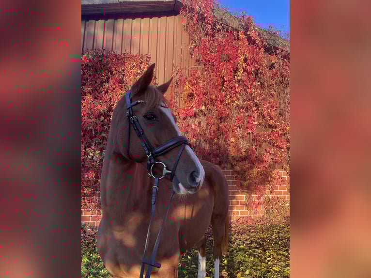 Zangersheide Giumenta 4 Anni 158 cm Sauro in Hamm