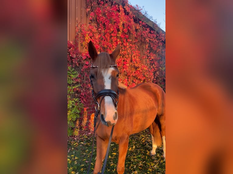 Zangersheide Giumenta 4 Anni 158 cm Sauro in Hamm