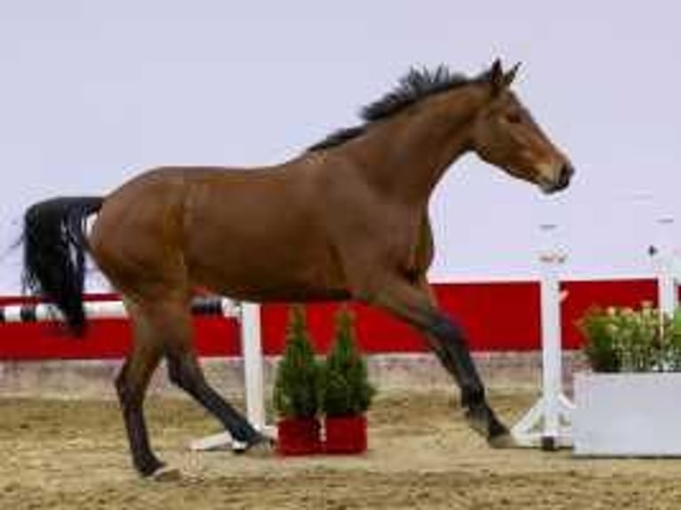 Zangersheide Giumenta 4 Anni 159 cm Baio in Waddinxveen