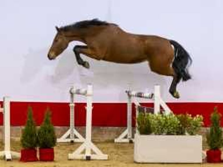 Zangersheide Giumenta 4 Anni 159 cm Baio in Waddinxveen