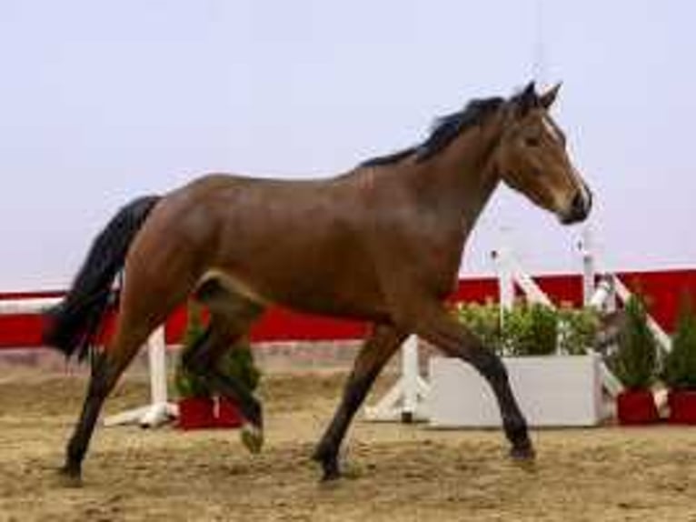 Zangersheide Giumenta 4 Anni 159 cm Baio in Waddinxveen