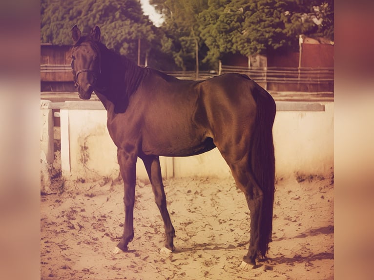 Zangersheide Giumenta 4 Anni 160 cm Baio in Heusden zolder