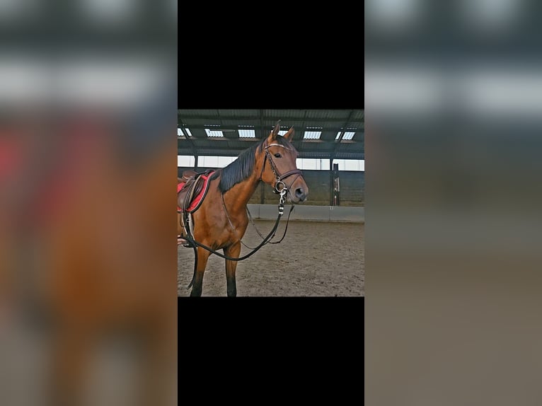 Zangersheide Giumenta 4 Anni 160 cm Baio in Heusden zolder