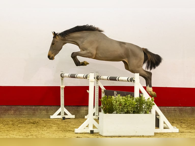 Zangersheide Giumenta 4 Anni 160 cm Baio in Waddinxveen