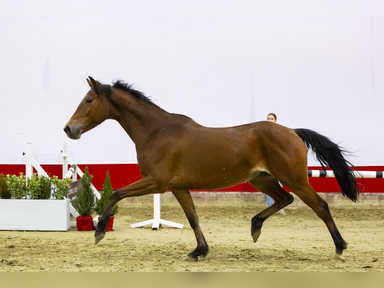 Zangersheide Giumenta 4 Anni 160 cm Baio in Waddinxveen