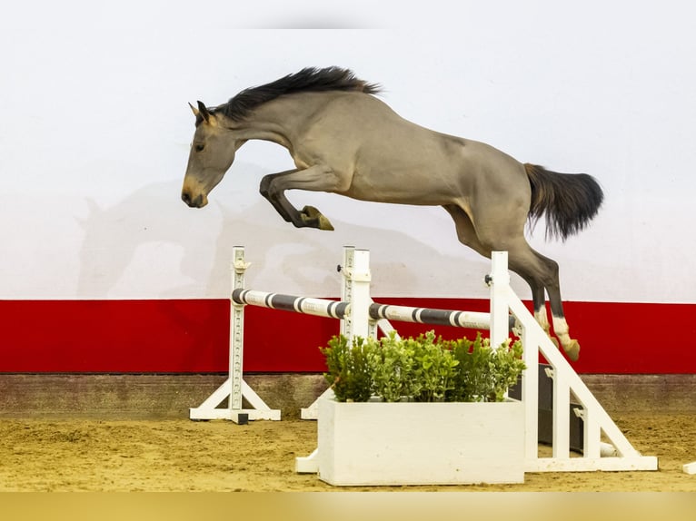 Zangersheide Giumenta 4 Anni 160 cm Baio in Waddinxveen