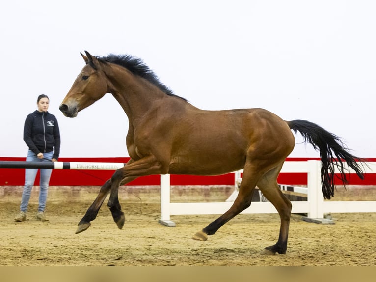 Zangersheide Giumenta 4 Anni 160 cm Baio in Waddinxveen