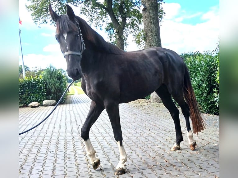 Zangersheide Giumenta 4 Anni 160 cm Baio scuro in Zwolle