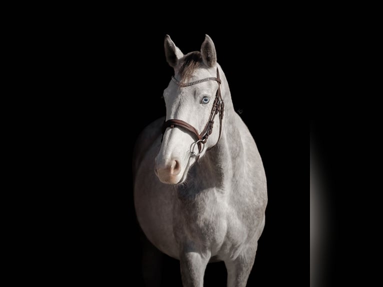 Zangersheide Giumenta 4 Anni 160 cm Grigio in Lubin