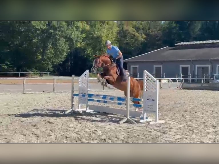 Zangersheide Giumenta 4 Anni 160 cm Sauro in Gadow