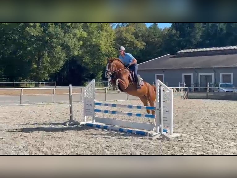 Zangersheide Giumenta 4 Anni 160 cm Sauro in Gadow