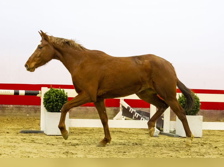 Zangersheide Giumenta 4 Anni 161 cm Baio in Waddinxveen