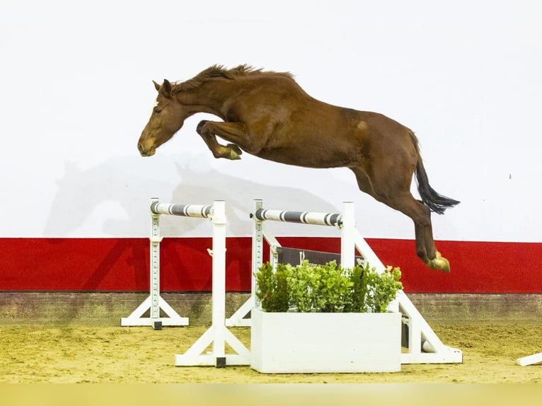 Zangersheide Giumenta 4 Anni 161 cm Baio in Waddinxveen