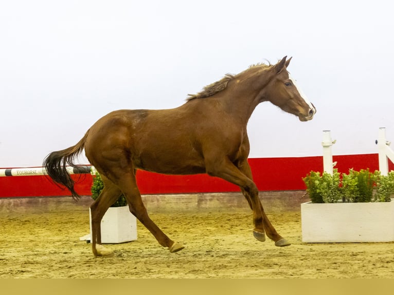 Zangersheide Giumenta 4 Anni 161 cm Baio in Waddinxveen