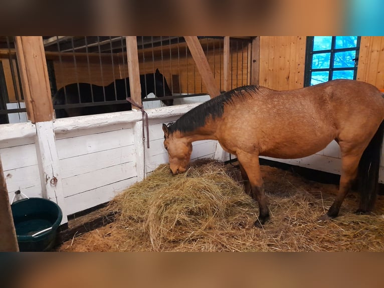 Zangersheide Giumenta 4 Anni 161 cm Pelle di daino in Frauenstein Zangersheide Giumenta 4 Anni 161 cm Pelle di daino in Frauenstein