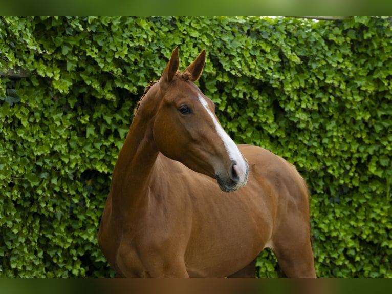 Zangersheide Giumenta 4 Anni 161 cm Sauro in Waddinxveen