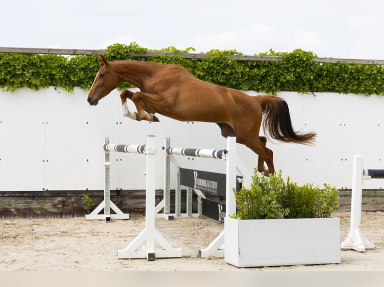 Zangersheide Giumenta 4 Anni 161 cm Sauro in Waddinxveen