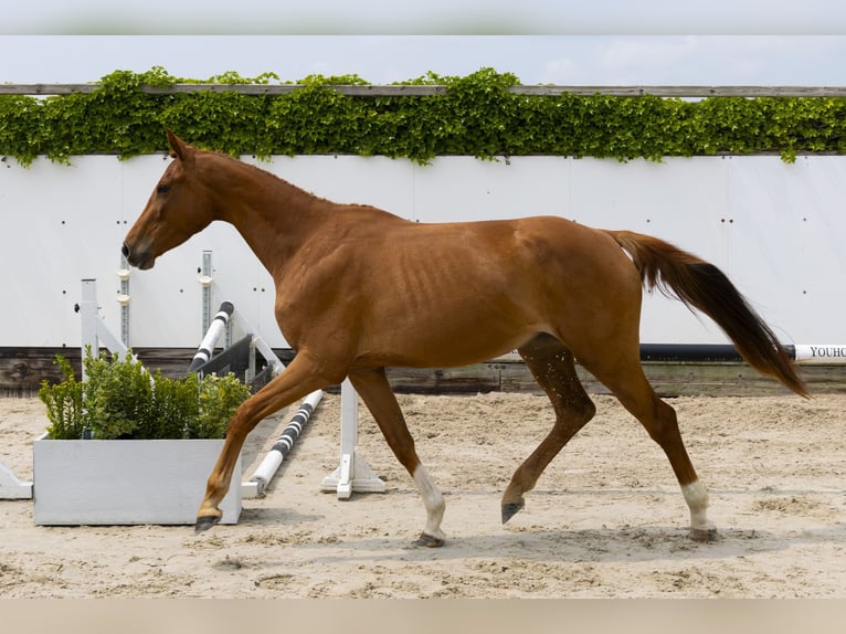 Zangersheide Giumenta 4 Anni 161 cm Sauro in Waddinxveen