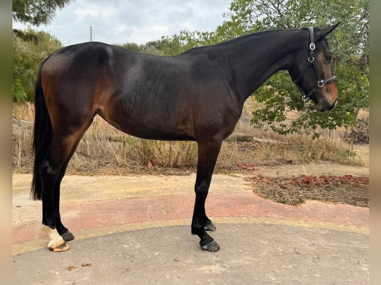 Zangersheide Giumenta 4 Anni 162 cm Baio in PORTUGAL