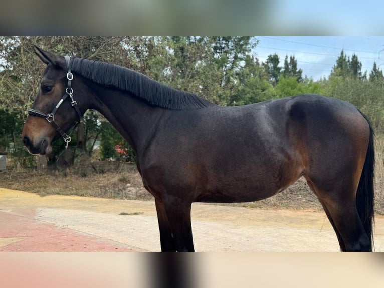 Zangersheide Giumenta 4 Anni 162 cm Baio in PORTUGAL