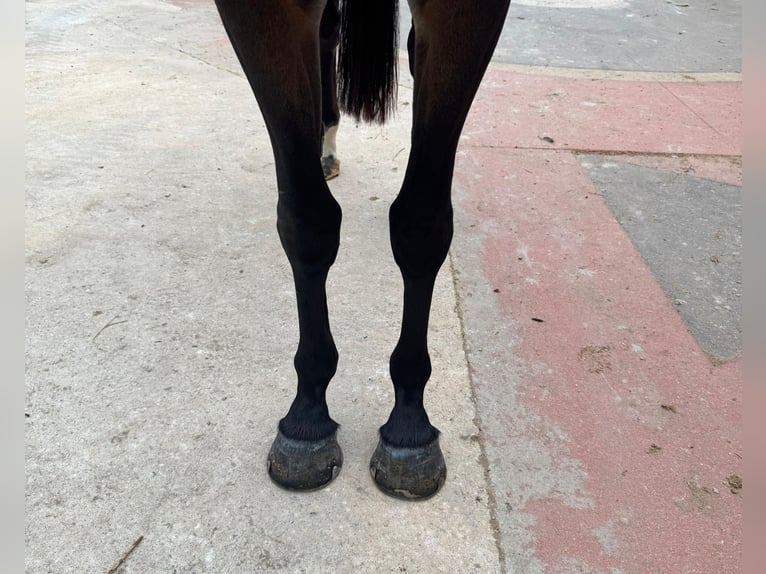 Zangersheide Giumenta 4 Anni 162 cm Baio in PORTUGAL