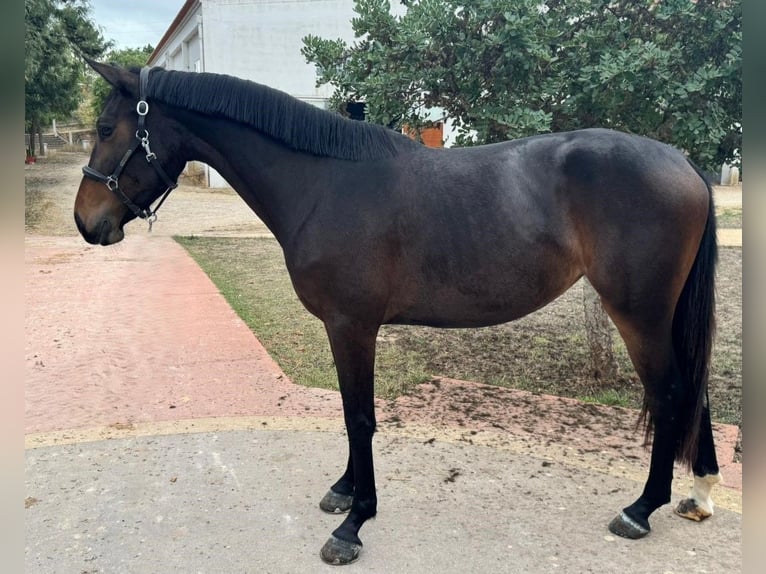 Zangersheide Giumenta 4 Anni 162 cm Baio in PORTUGAL