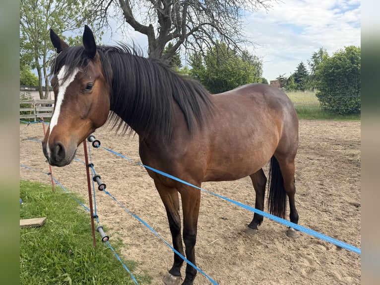 Zangersheide Giumenta 4 Anni 162 cm Baio scuro in Wittichenau