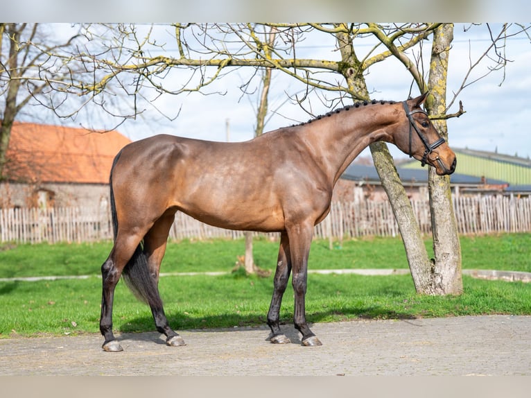 Zangersheide Giumenta 4 Anni 162 cm  in GROTE-BROGEL