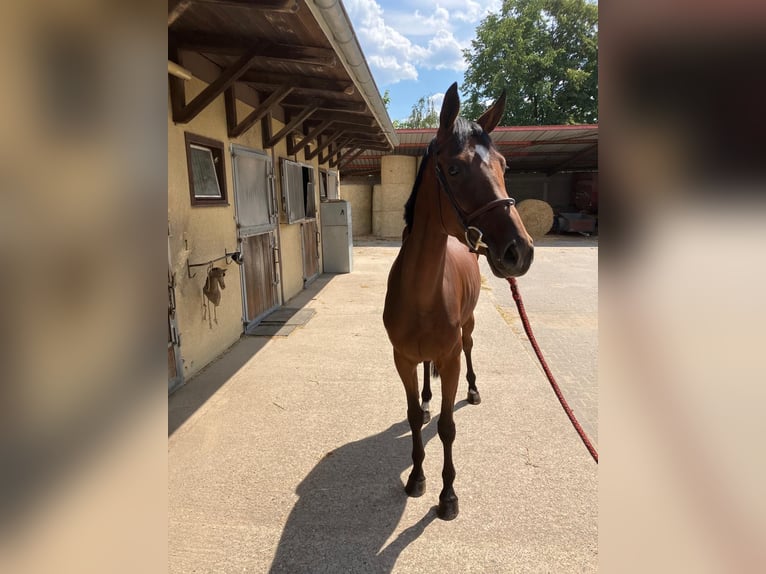 Zangersheide Giumenta 4 Anni 163 cm Baio in Darmstadt