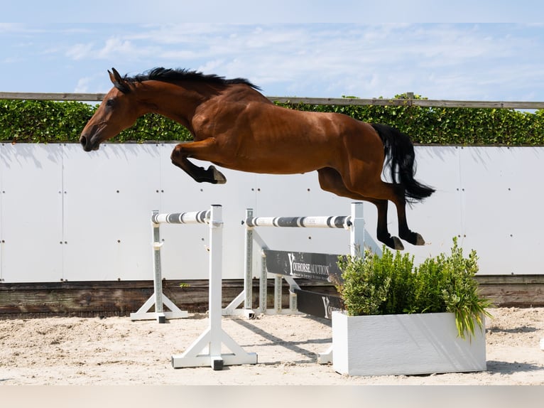 Zangersheide Giumenta 4 Anni 163 cm Baio in Waddinxveen