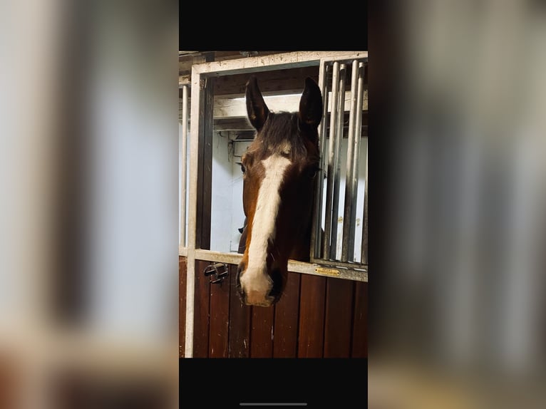 Zangersheide Giumenta 4 Anni 163 cm Baio in Steinau an der Straße