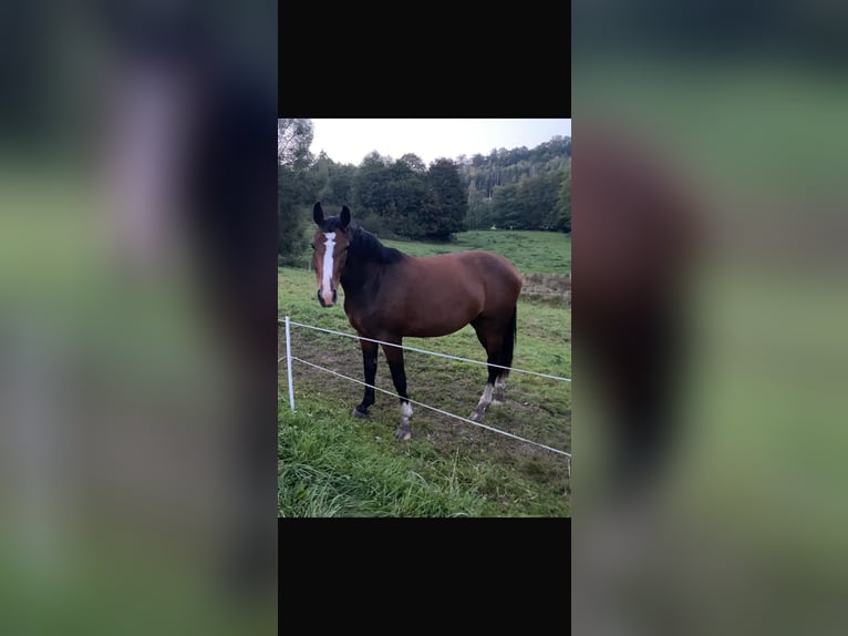 Zangersheide Giumenta 4 Anni 163 cm Baio in Steinau an der Straße