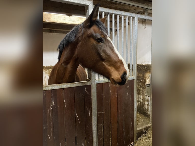 Zangersheide Giumenta 4 Anni 163 cm Baio in Steinau an der Straße