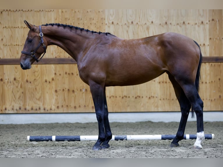 Zangersheide Giumenta 4 Anni 163 cm Baio ciliegia in Kinrooi